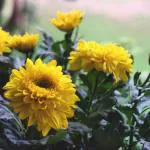 JIGNISHA SEEDS Chrysanthemum Yellow Color Flower Seeds For Home Garden Pack Of 30