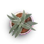 Hillmart Crassula Mesembryanthemoides Fuzzy Hariy Succulent Plant With Woolen Pot