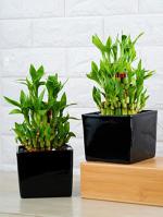Nurturing Green Lucky Bamboo Plants With Black Pot (Set Of 2)