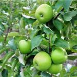 Cloud Farm Hybrid Green Apple Plant - 200 mm CF107