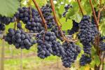 Online Plant Bazar Black Sweet Grapes Live Plant-Bg6