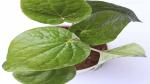 Platone Betel Leaf Plant Paan_P39