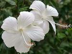 Dream mall Hibiscus Dwarf White Outdoor Live Flowering Plant - Pack Of 2