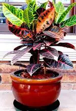 Platone Croton Plant (CP102)