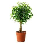 PlantaZee White Ficus Flower Indoor Outdoor Decorative Live Plant With Pot