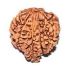 Feel Touch Mart 8 8 Mukhi Ganesh Ji Rudraksha Nepal Bead Aath Mukhi | 8 Mukhi Ganesha Rudraksha Represent by Bappa Ganpati Rudraksha Original IGl Lab Certified