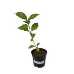 Indian Gardens - Say Green, Stay Grow Green Violet Jatropha Flower Live Plant With Pot
