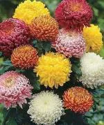 PARYAVARAAN Chrysanthemum Mixed Colour Flower Seeds Hybrid F1 Seeds for Home Garden All Season (50 Seeds)