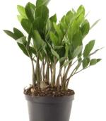 PARYAVARAAN Live Zamia ZZ Indoor Air Purifying Plant with Plastic Pot (Zamioculcas Zamiifolia)