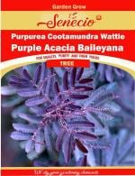 SENECIO Acacia Baileyana, Purpurea Cootamundra Wattle Seed - 20 Per Packet