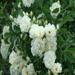 Cloud Farm Rare Grafted English Rose Plant Glamis Castle Creamy White Color Double Rose 1 Healthy Plant CF_584