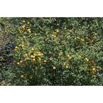 Cloud Farm Nagpur Mandarin Orange All Time Variety Grafted Santra Fruit Healthy Plants & Tree(1-1.5 Ft Size) CF_1000