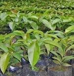 Platone Mango PlantAam PlantLive Mangosteen Fruit Tree Plant - Grafted Dwarf