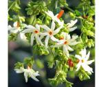 PYANABI GARDEN Parijat Flower tree /Seuli Flower Plant harsingar ka podha/Parijatak Flower Medicinal plant PB065