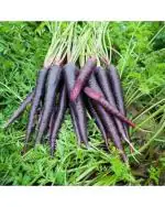 Afflorance Black Carrot Vegetable Seeds (Pack of 100 Seeds)