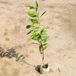 Cloud Farm Rare Magical 