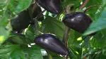 PLATONE Chilli seeds Black Cobra Hot Pepper(Pack Of40 Seeds)