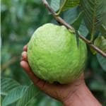 Cloud Farm Guava KG Big size Amrood Variety Fruit(Air Layering/Grafted) Healthy Plants & Tree,CF_N155