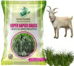 Super Napier Grass Seeds 100 Gram