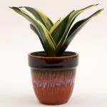 Ferns N Petals Milt Sansevieria Plant In Ceramic Pot 4X4.5 inch