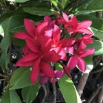 Cloud Farm Hybrid Plumeria Plant - 200 mm CF37