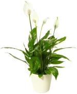 Platone Peace Lily PlantPice Lili PlantGRP-RK-879