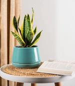 Nurturing Green Air Purifying Live Snake Plant With Teal Ciel Pot