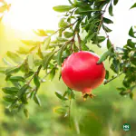 HN Organics PomeGranade/Aanar Fruit Plant With Pot For Outdoor Kitchen Garden (Small Pot)