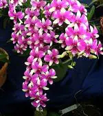 Earth Angels Lily PlantLili PlantDendrobium Orchid Live Plant Micky Pink Variety 1 Blooming Size Healthy Live Plant