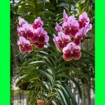 PYANABI Vanda Orchid flower Live Plant With Mini Pot PL_28