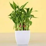 INDIAN FLORA : LUCKY BAMBOO , 2 Layer , Good Fortune Live Plant , Plastic Pot , Home Decor , Feng Shui Plant ,