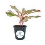 Yours Plants Aglonima Evergreen Plant