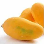 Exotica Orchids Sindhri Mango Plant - Grafted