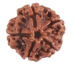 Feel Touch Mart 5 Mukhi Rudraksha Nepal Original Certified Nepal Panchmukhi Rudraksha With Pendant Natural Five Face Rudraksha Pure Genuine Brown Bead 5 Panch Mukhi Rudraksha For Men & Women By