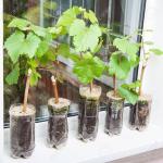 PLATONE Grape Plant_Grape plant mc yehf(x335