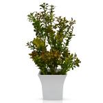 Fancy Mart Artificial Fenugreek Plant in Ruby Pot 32 cm x 18 cm (FMDB-6293)