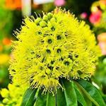 Cloud Farm First Love Golden Penda Yellow Flower Plant [CF14123]
