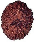 Feeltouchmart Brown Wood 12 Mukhi Rudraksha Beads Hgj00-1001-2567