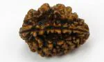 Feel Touch Mart 2 Mukhi Rudraksha Original Certified Nepali Do Mukhi Kaju Dana Rudraksha Real & Genuine Two Face Rudraksha Premium Nepali Rudraksha Dwimukhi Rudraksha by