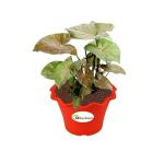 Going Greens Good Luck Air Purifying Bronze Syngonium Plant with Red Small Fiber Pot
