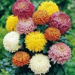 MOZETTE Chrysanthamum Mix/Chamanti Seed (21 per packet)