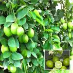 Cloud Farm Nimbu Kagzi Lemon All Time Lemon Nimbu Layering/Grafted Fruit Healthy Plant (1.5-2 Feet Height)Pack Of 1,CF_L107