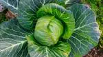 MOZETTE Cabbage Seed (11 per packet)