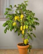 Puspita Nursery Thai Star Fruit Kamrakh Ornamental Foliage Live Plant(1 Healthy Live Plant)