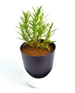 India Gardening Rosemary (Gulmehandi) ,Salvia Rosmarinus Herb Plant With Self Watering Pot