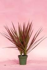 Platone Dracaena PlantDrakena PlantLive Air Purifying Red Edged Dracaena Marginata / Red Princess Plant (1-1.5 Ft Size), Indoor Low Maintenance Plant for Home & Garden, 1 Healthy Live Plant [CF25]