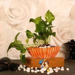 Justoriginals Line Bonzai in RD Print Small Size Ceramic Flower Pot(Color:Orange) Plant Container Set (Ceramic)