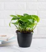 Nurturing Green Good Luck Money Plant Green With Black Pot