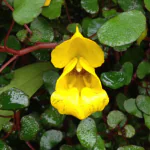 Ashokavanam Yellow Creeping Jenny (Impatiens repens) Plant