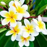 ONLINE PLANT BAZAR PLUMERIA/FRANGIPANI FLOWER PLANT(PACK OF-1)
